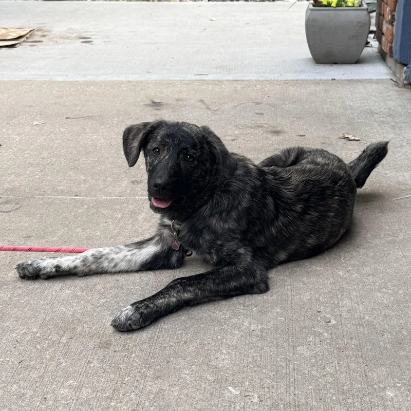 Nova