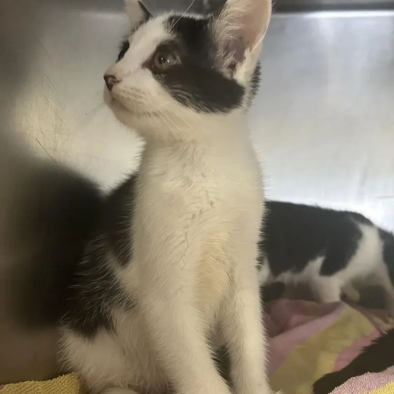 Masquerade thumbnail 2