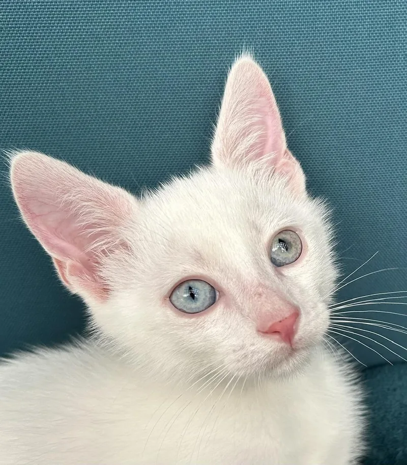 A baby small-sized male White Domestic Short Hair cat named Bear for adoption in Austin, TX