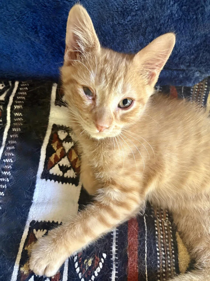 A baby small-sized male Orange / Red Domestic Short Hair cat named Harry for adoption in Forest Lake, MN