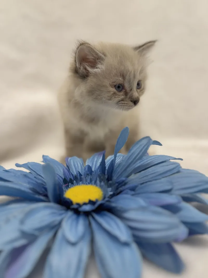 Cottontail thumbnail 2