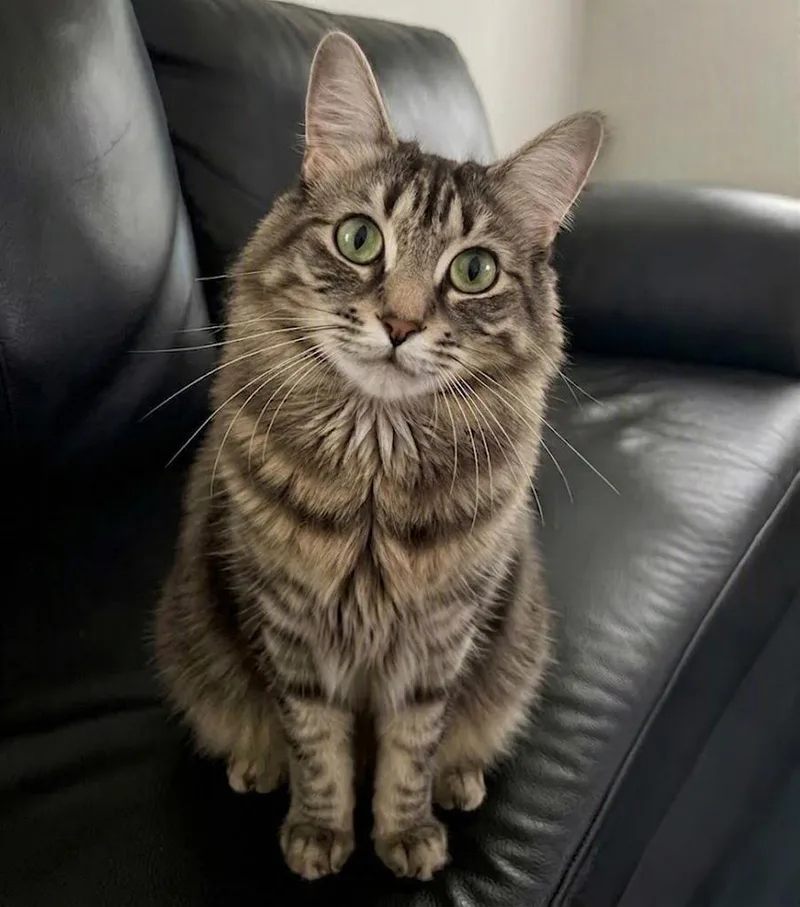 A young small-sized female Domestic Medium Hair cat named Storm for adoption in Vashon, WA