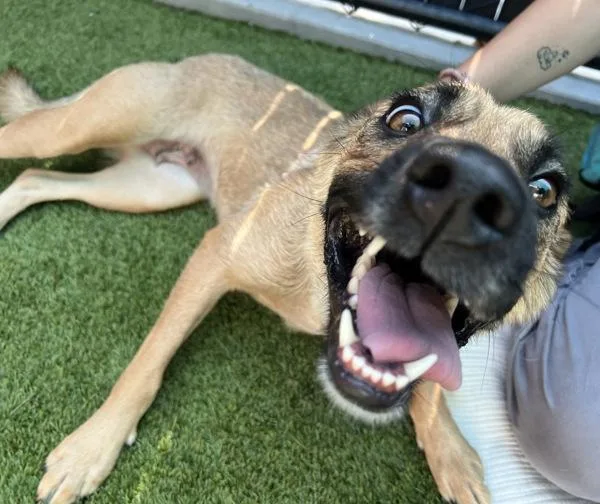 An adult medium-sized female Shepherd dog named Tostito for adoption in El Cajon, CA