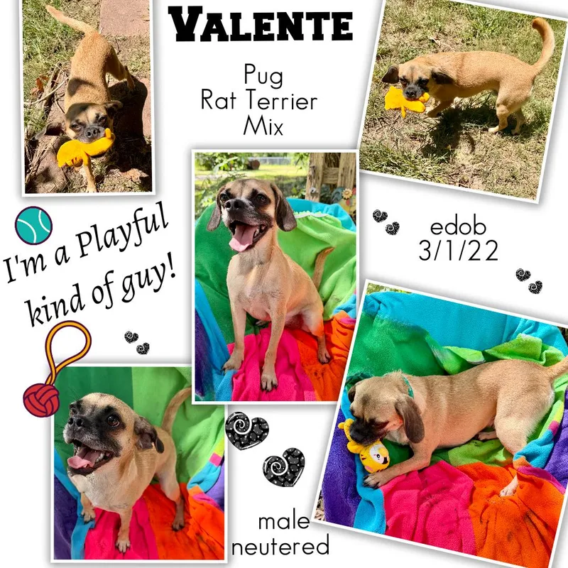 Valente BLT thumbnail 3
