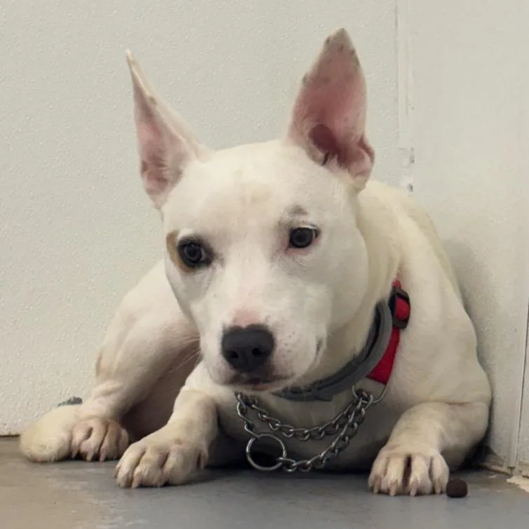 An adult medium-sized female Bull Terrier dog named Tully for adoption in Easton, PA