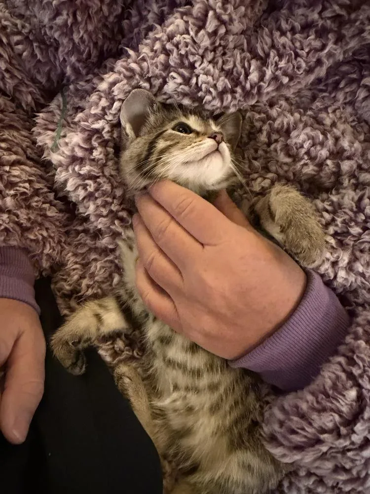 A baby small-sized male Domestic Short Hair cat named Benitez for adoption in Wheaton, IL