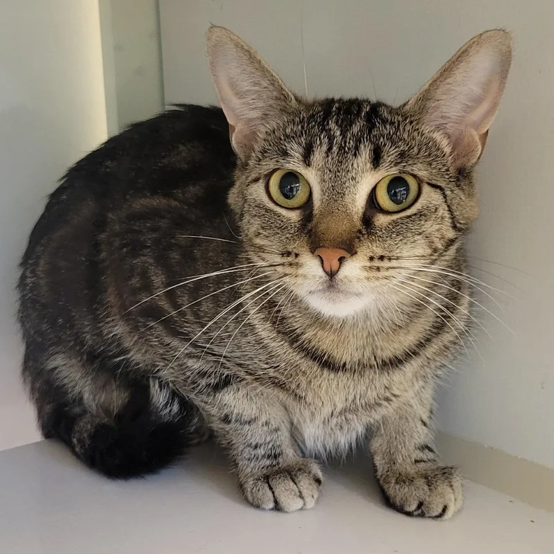An adult medium-sized female Brown / Chocolate Domestic Short Hair cat named Moose for adoption in Wheeling, IL