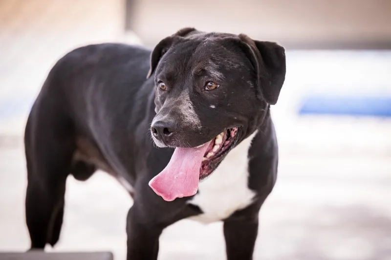 Ghost Face thumbnail 2