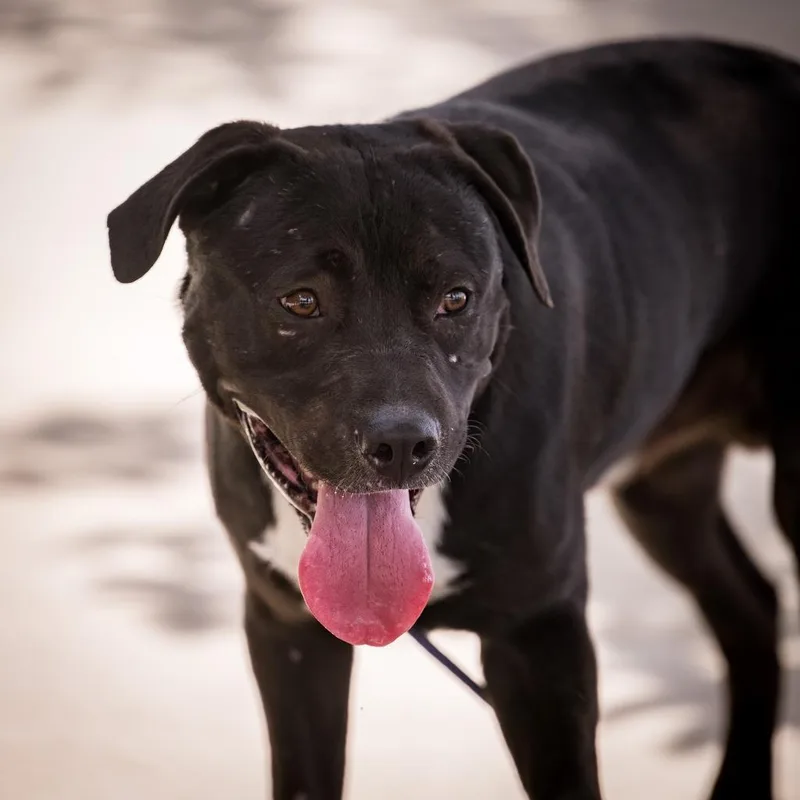 Ghost Face thumbnail 3