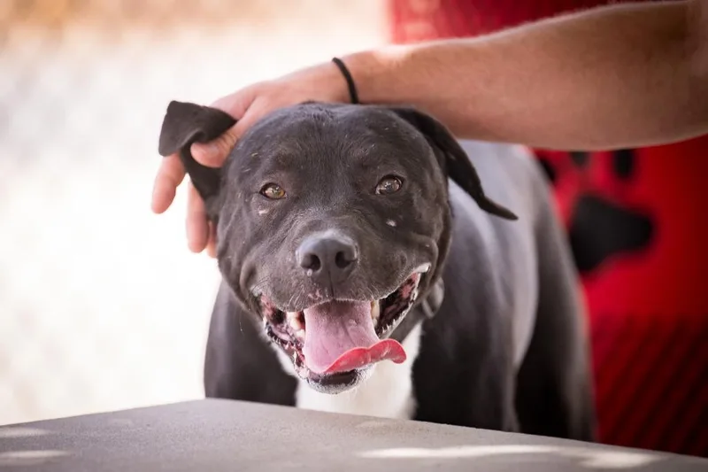 Ghost Face thumbnail 4