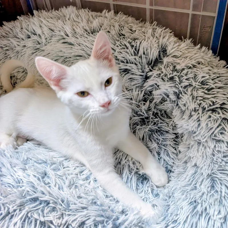A baby small-sized male White Domestic Short Hair cat named Kay for adoption in Wheeling, IL