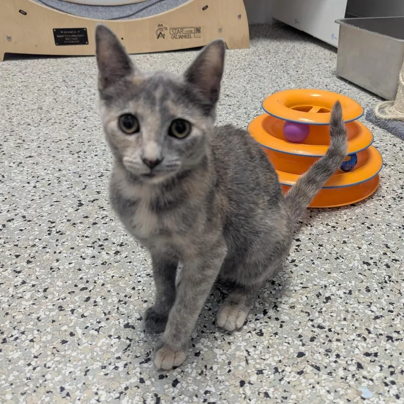 A baby small-sized female Gray / Blue / Silver Domestic Short Hair cat named Pesto for adoption in Winchester, TN