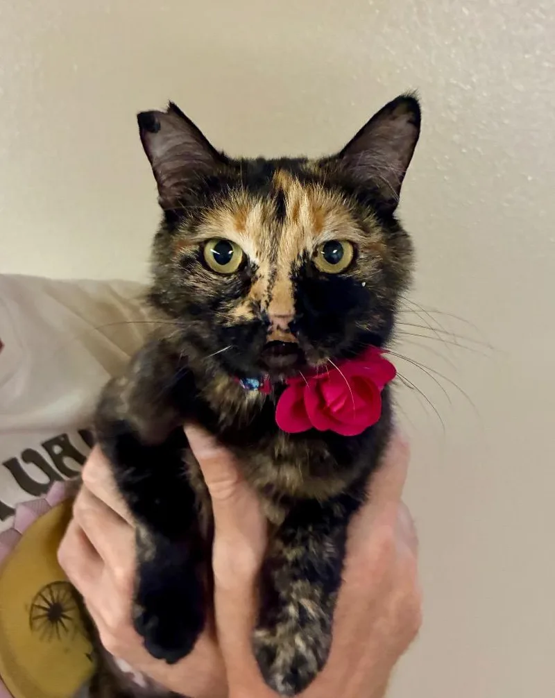 A young medium-sized female Domestic Short Hair cat named Neoma for adoption in Fort Lupton, CO