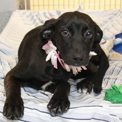 A young medium-sized female Black Mixed Breed dog named Verde for adoption in Lansing, MI