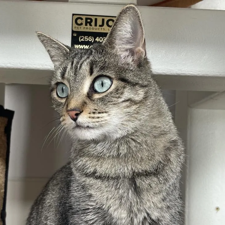 An adult medium-sized female Brown / Chocolate Domestic Short Hair cat named Sza for adoption in Chicago, IL