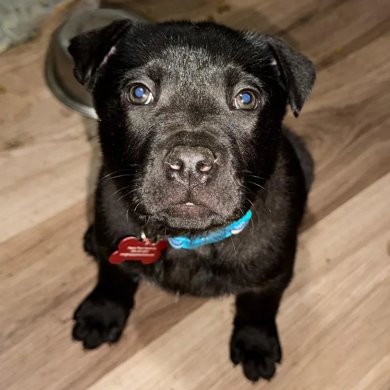 A baby large-sized female Black German Shepherd Dog dog named Toni for adoption in Ferndale, MI