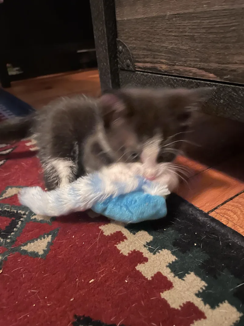 A baby small-sized male Domestic Short Hair cat named Sillystring for adoption in Knoxville, TN