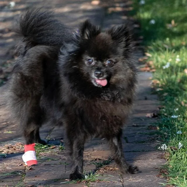 An adult small-sized female Pomeranian dog named Izzy for adoption in St. Louis, MO