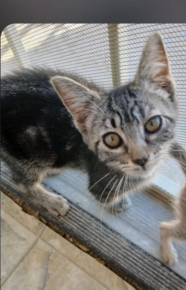 A baby small-sized female Gray / Blue / Silver Domestic Short Hair cat named Midah for adoption in Thatcher, AZ