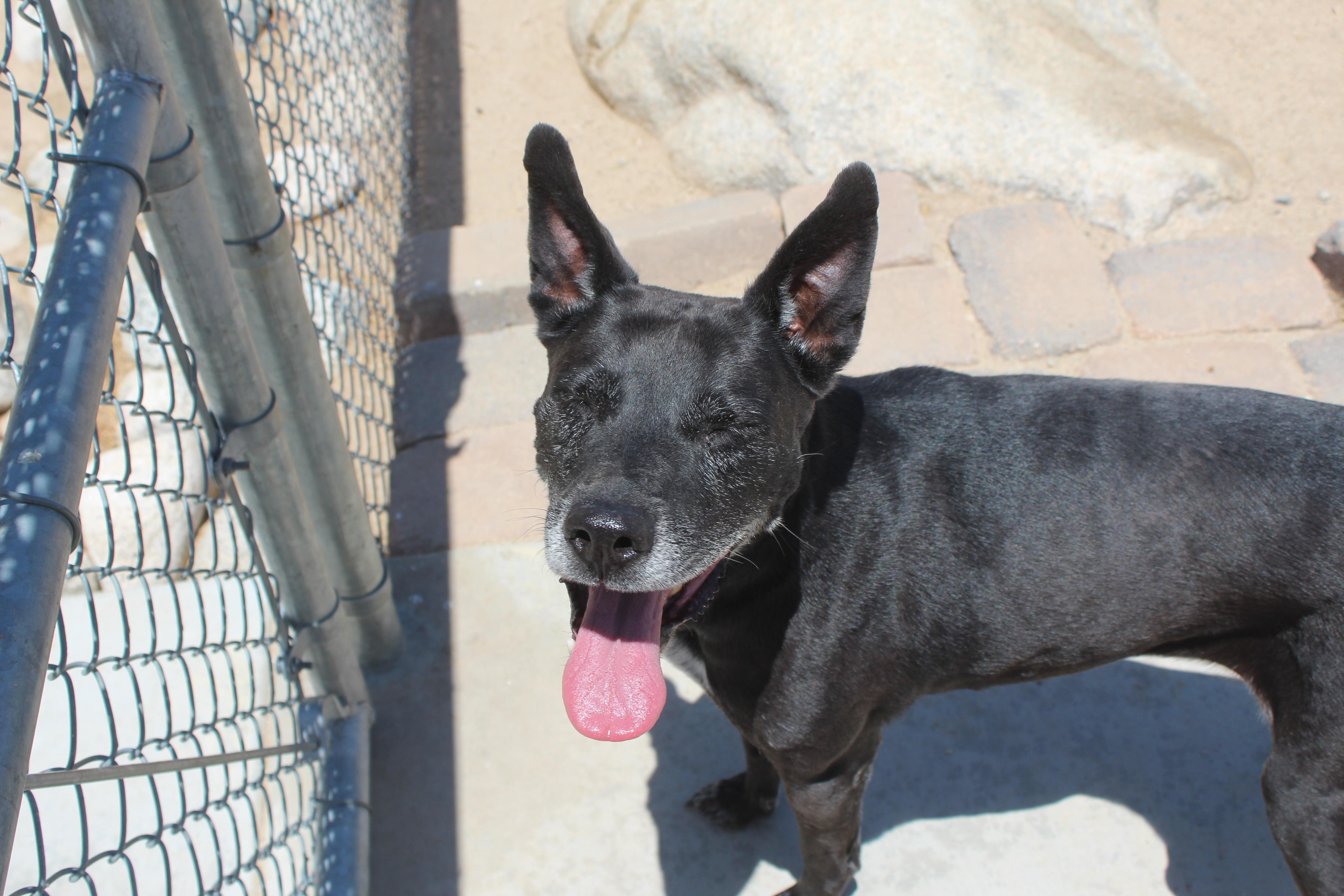A senior medium-sized female Hound dog named Kitiara for adoption in Yucca Valley, CA
