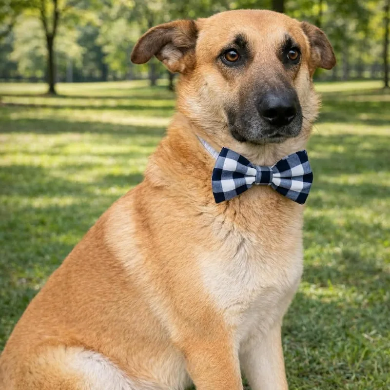 Waffle Gs thumbnail 2