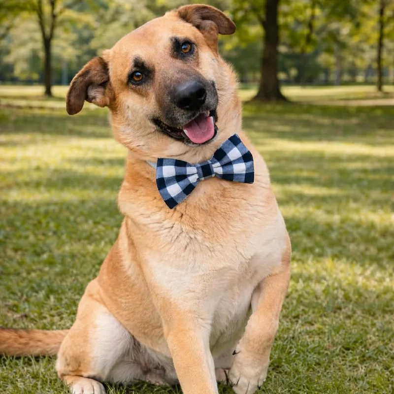 A young medium-sized male German Shepherd Dog dog named Waffle Gs for adoption in Allen, TX