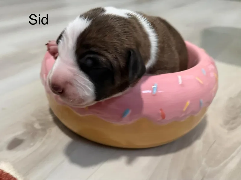 Sid thumbnail 5