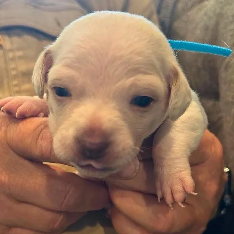 A baby small-sized male Yellow / Tan / Blond / Fawn Chihuahua dog named Kensington for adoption in Nampa, ID