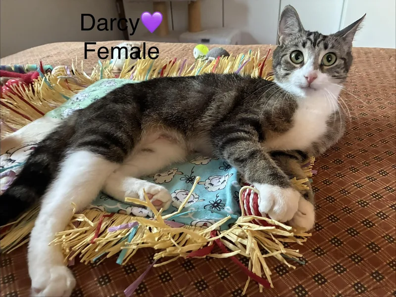Darcy thumbnail 2