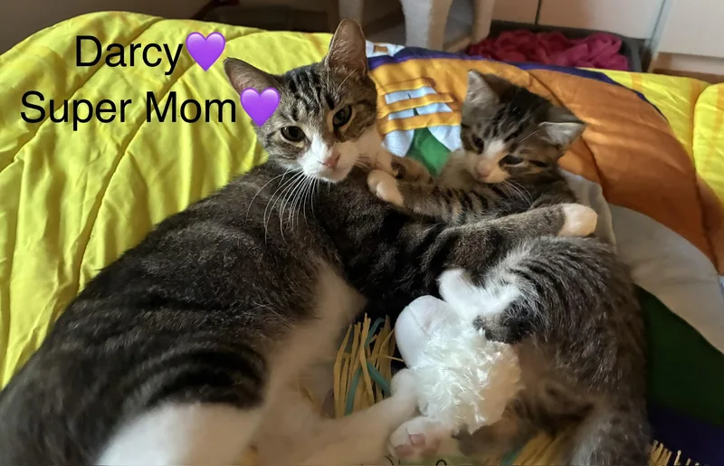 Darcy thumbnail 3