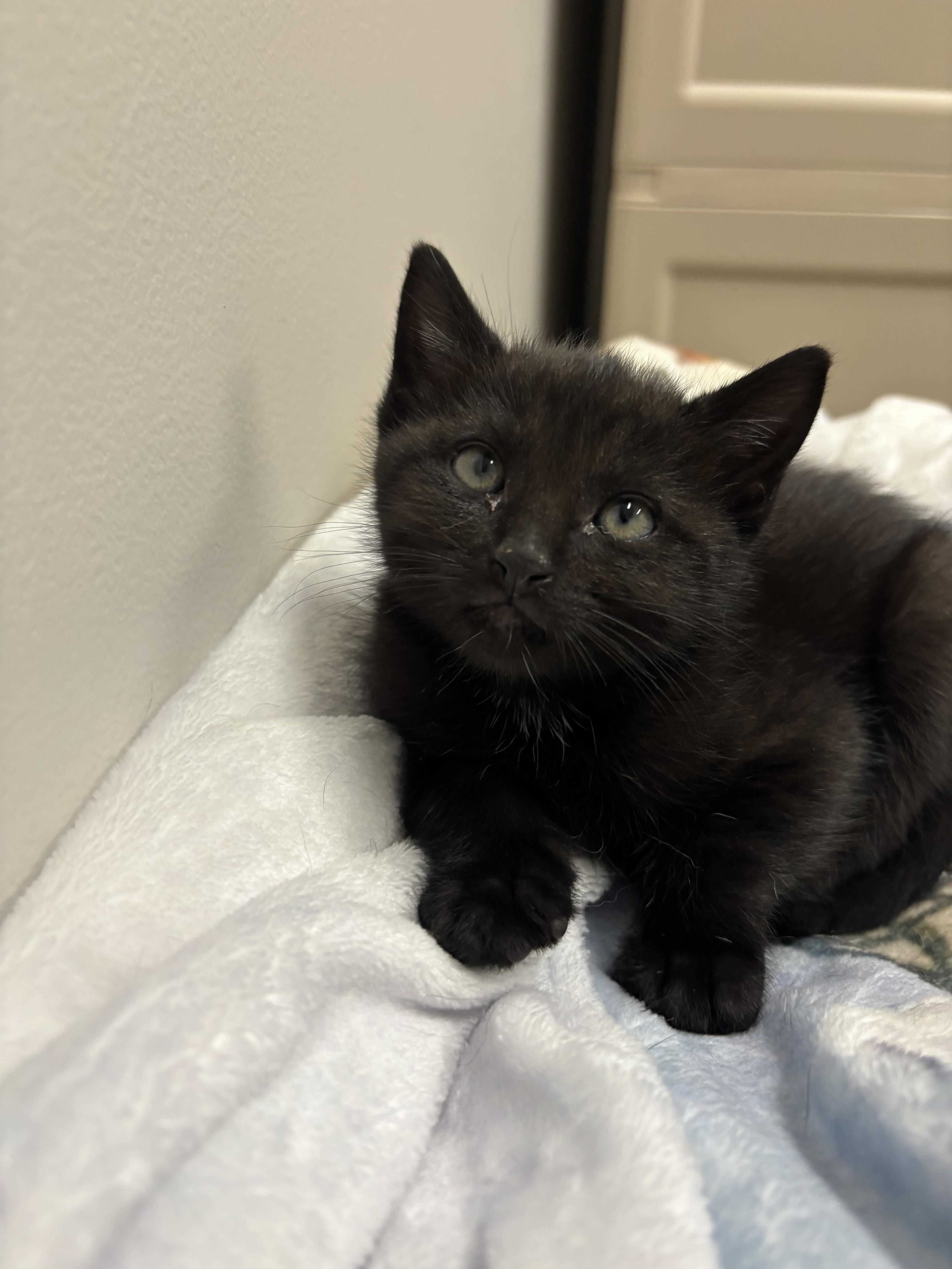 A young medium-sized male Domestic Short Hair cat named Roam for adoption in Fulton, NY
