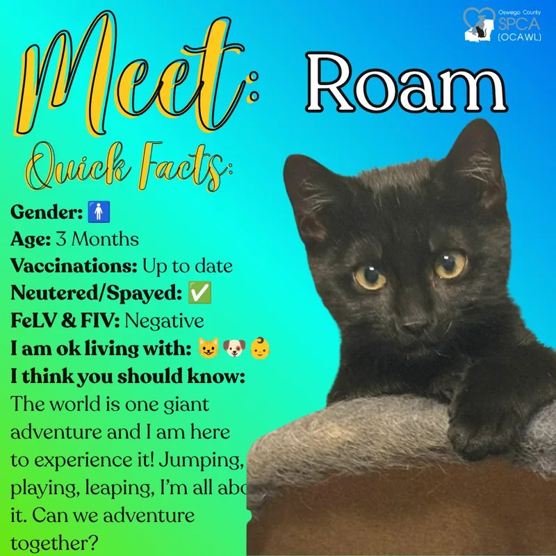 Roam thumbnail 2