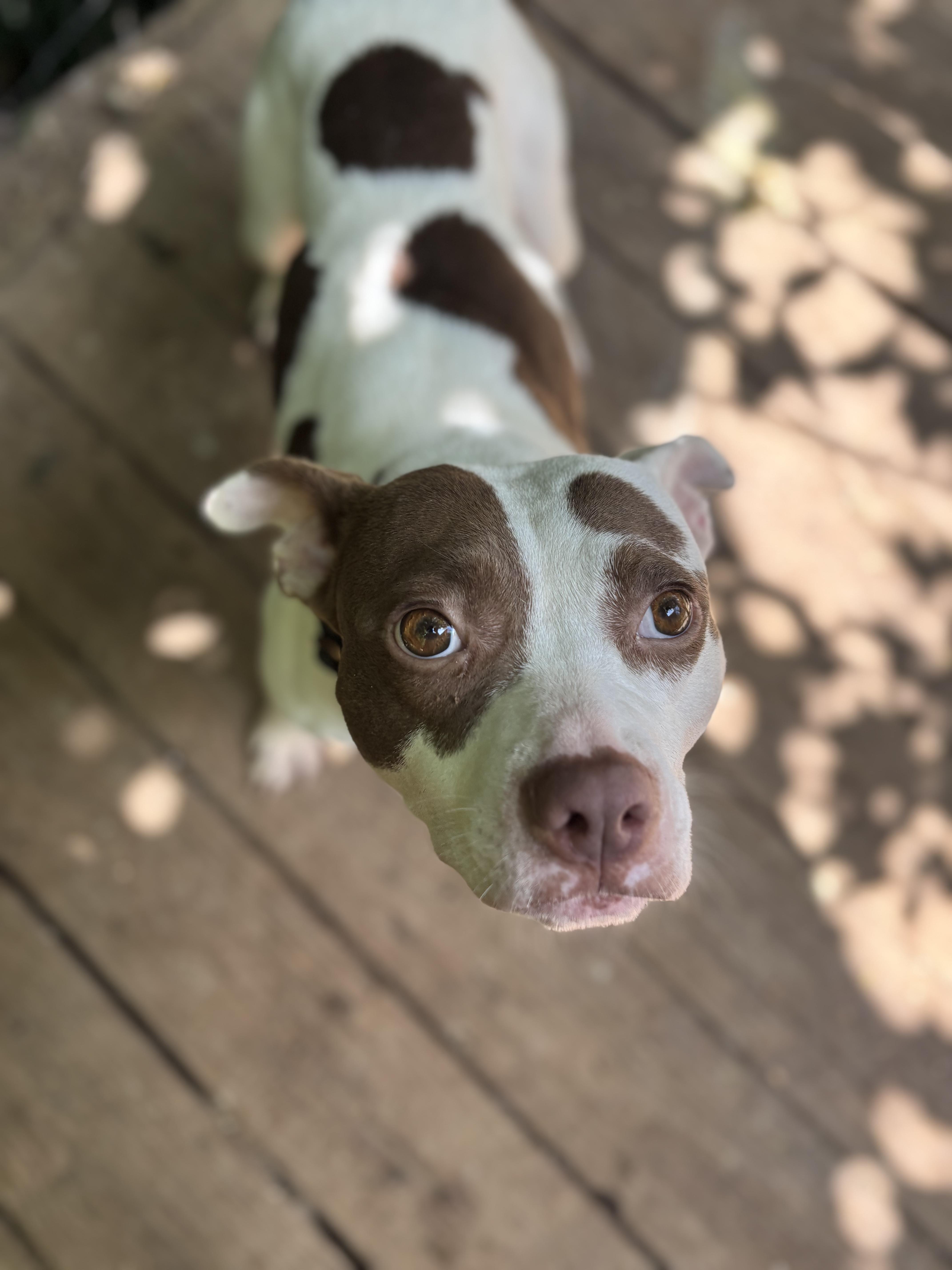 Fay