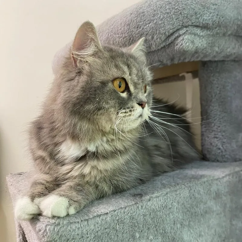 An adult medium-sized female Persian cat named Marvel for adoption in Fall River, MA