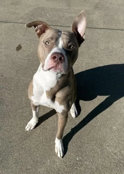 A young large-sized male Pit Bull Terrier dog named Fritz for adoption in Westland, MI