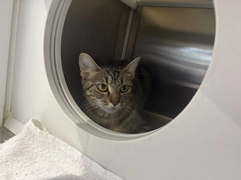 A young medium-sized female Tabby (Brown / Chocolate) Domestic Short Hair cat named Lee Lee for adoption in Wilson, NC
