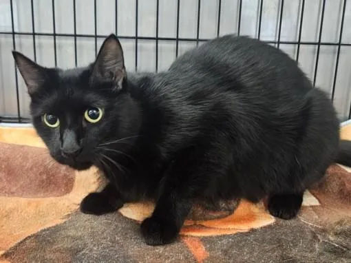 An adult large-sized female Domestic Short Hair cat named Nena for adoption in Van Nuys, CA