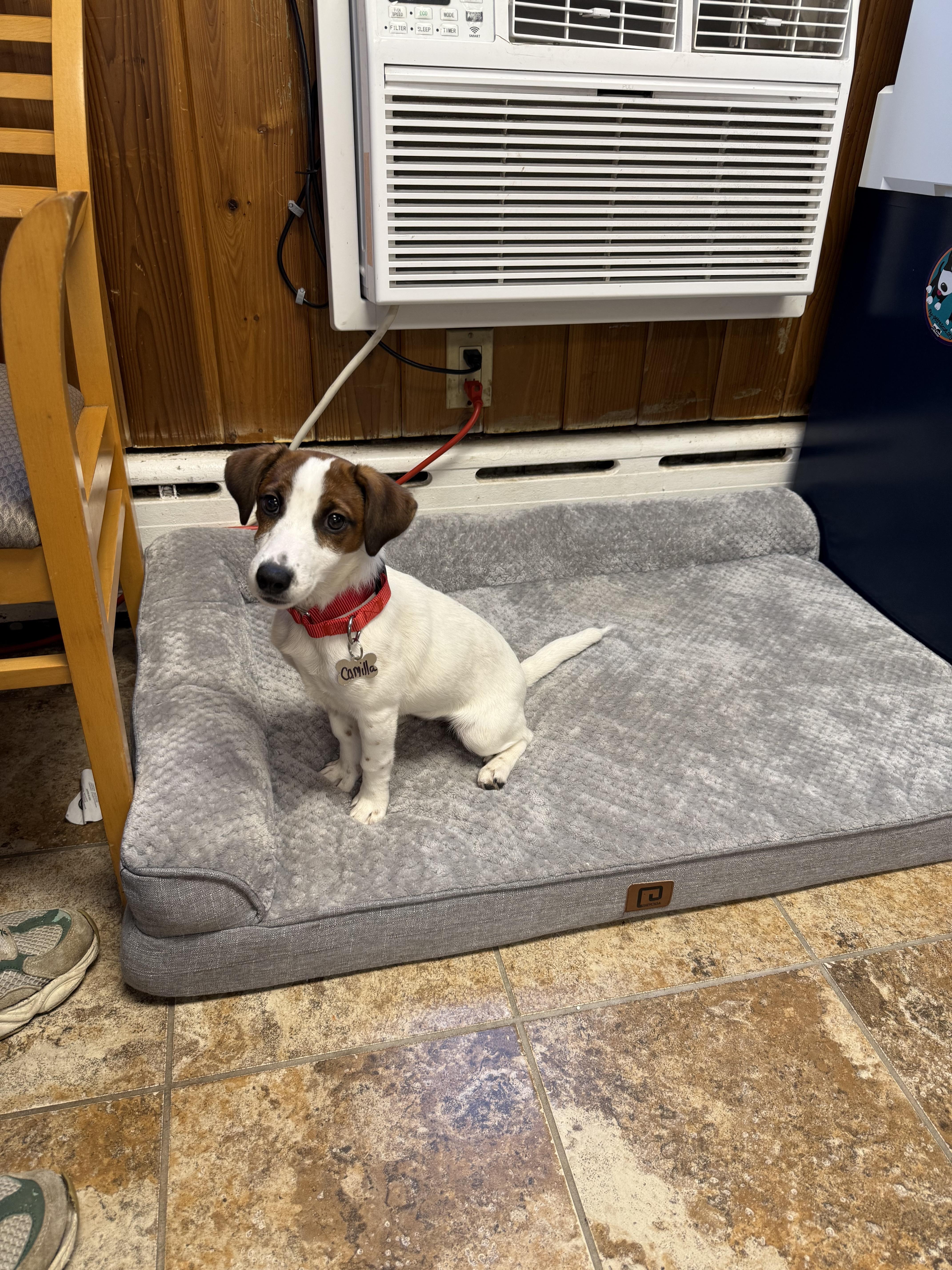 A baby small-sized female Jack Russell Terrier dog named Camilla for adoption in Harrison, NY
