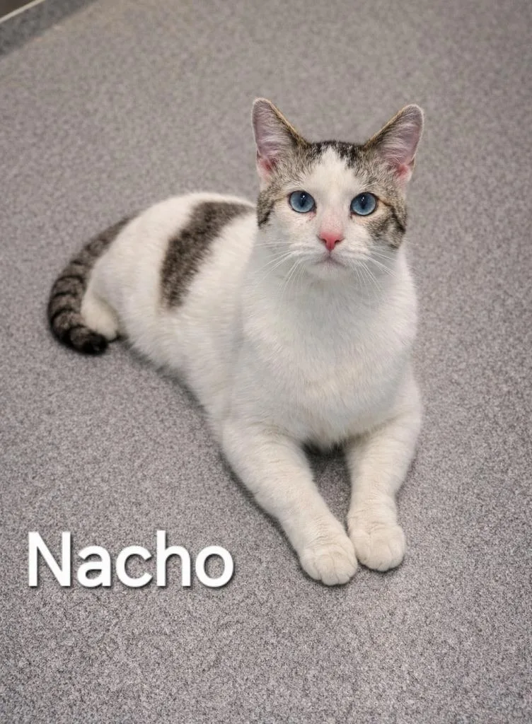 A young large-sized male Domestic Short Hair cat named Nacho for adoption in Sidney, OH