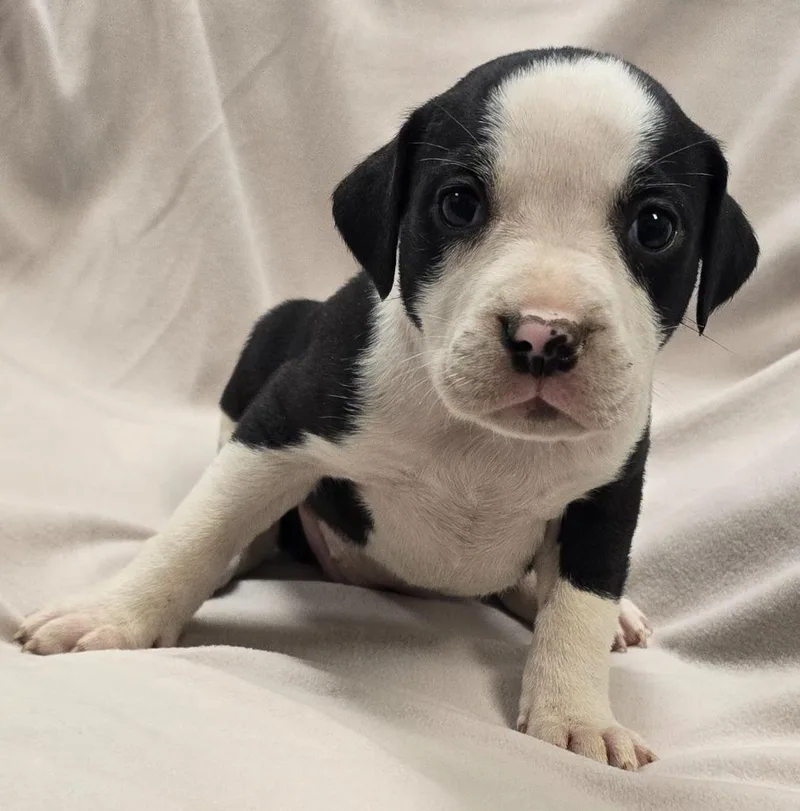 A baby large-sized female Pit Bull Terrier dog named Penny for adoption in Murphysboro, IL