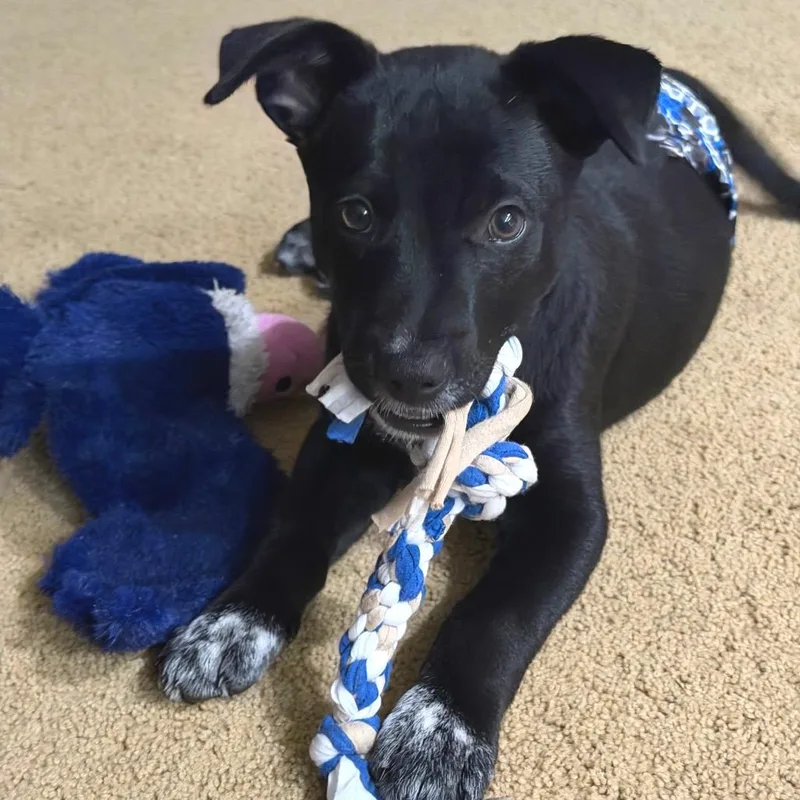 A baby small-sized male Australian Cattle Dog / Blue Heeler dog named Baxter for adoption in Parker, CO