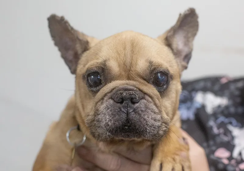 A senior small-sized female French Bulldog dog named Sarah for adoption in Mountain Home, AR