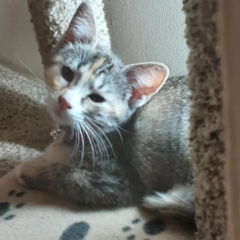 Snickers thumbnail 2