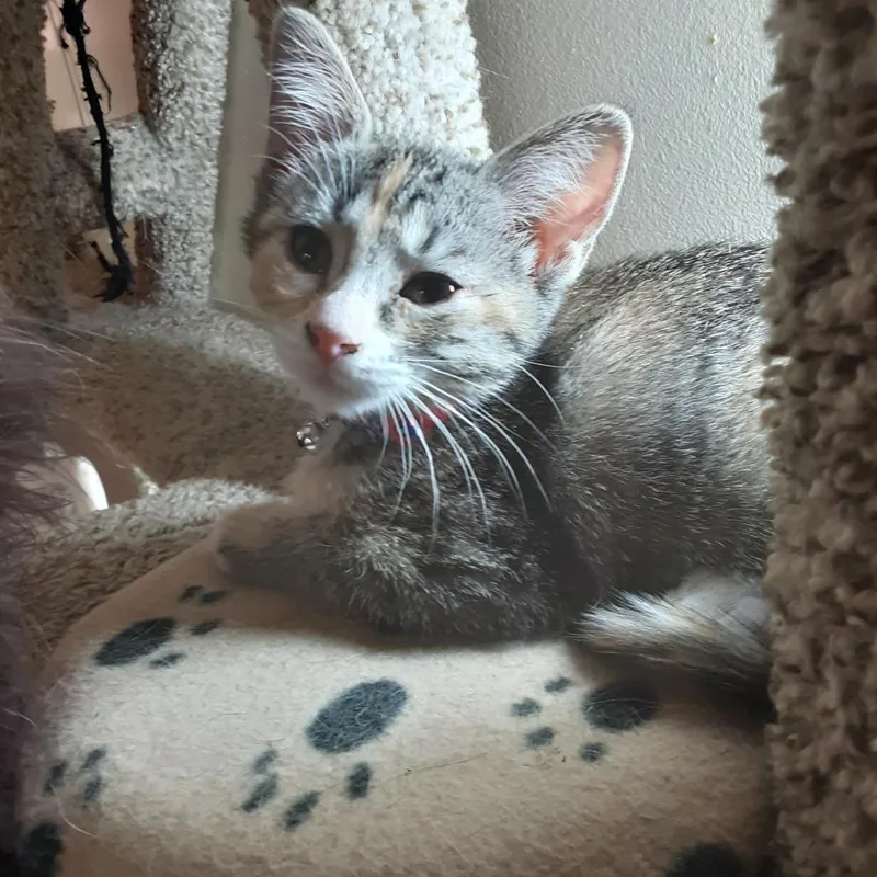 Snickers thumbnail 3