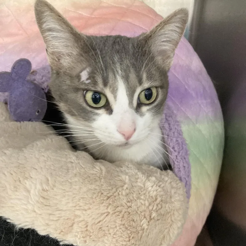 Lady Bonniemr thumbnail 2