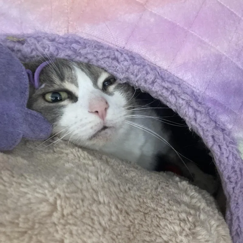 Lady Bonniemr thumbnail 4