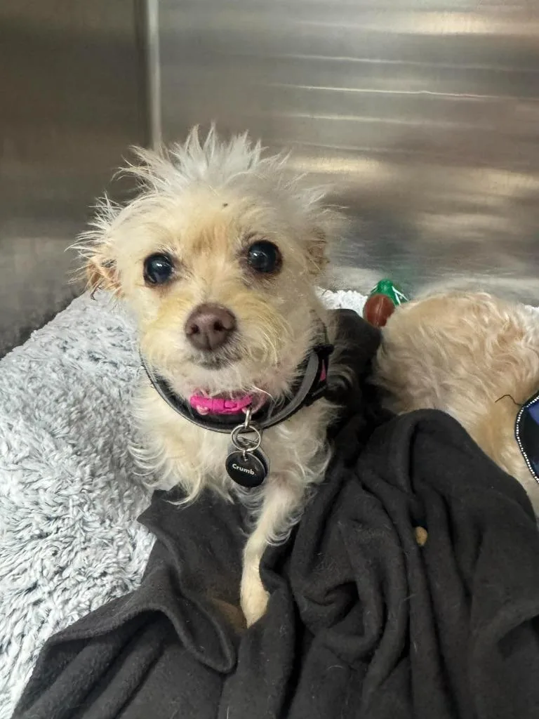 An adult medium-sized female Bichon Frise dog named Zelda for adoption in Marion, OH
