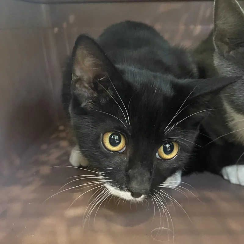 A baby small-sized female Black Domestic Short Hair cat named Little Suzy for adoption in Harrisonburg, VA