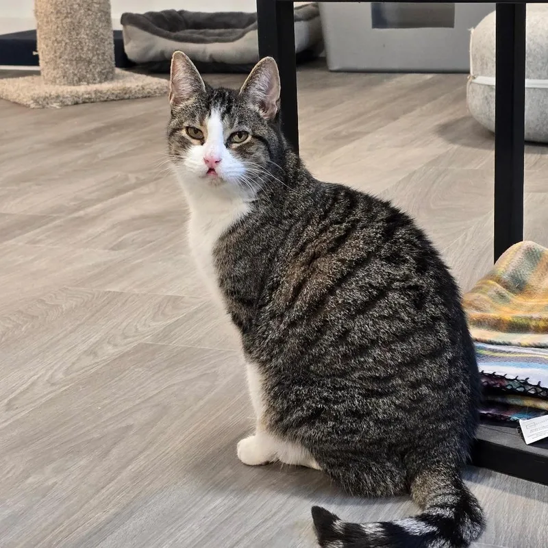 A senior small-sized female Brown / Chocolate Domestic Short Hair cat named Ozzie for adoption in Goshen, IN