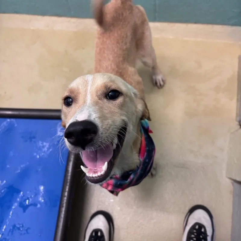 A young medium-sized female Yellow / Tan / Blond / Fawn Labrador Retriever dog named Meatball for adoption in Marion, NC